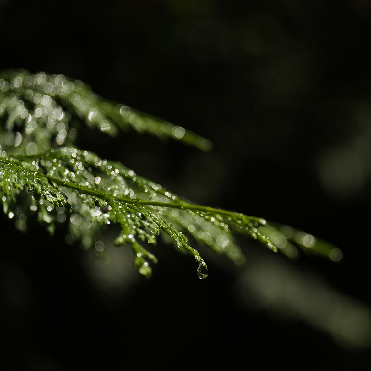 HINOKI Mist PM [Hinoki Leaf]